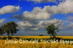 Rapsfeld in der Soester Börde