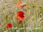 Mohn in der Soester Börde