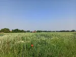 Das Landschaftsbild der Soester Börde ist sehr abwechlungsreich.