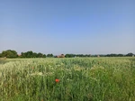Das Landschaftsbild der Soester Börde ist sehr abwechlungsreich.