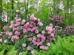 Rhododendronpark im Kurpark Bad Sassendorf
