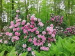 Rhododendronpark im Kurpark Bad Sassendorf