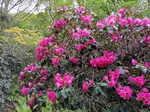 Rhododendron im Kurpark