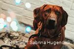 Hundeweihnachtsmarkt im Tagungs- und Kongresszentrum Bad Sassendorf