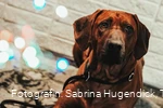Hundeweihnachtsmarkt im Tagungs- und Kongresszentrum Bad Sassendorf
