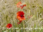 Mohn im Kornfeld
