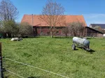 Tiere am Wegesrand in Weslarn.